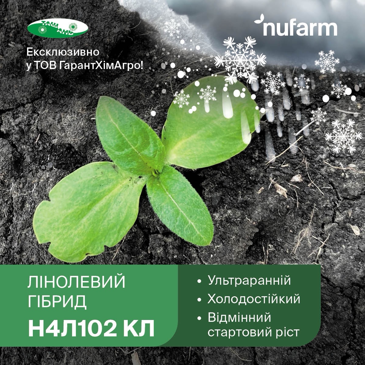 Насіння соняшника Н4Л102 КЛ